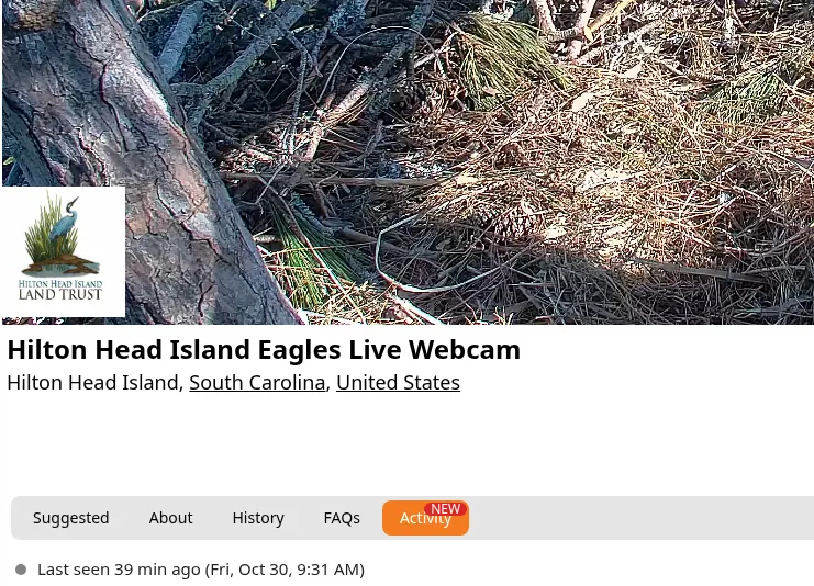 The Hilton Head Island Eagles cam page with the orange Activity tab, marked New, in the row of tabs under the stream title