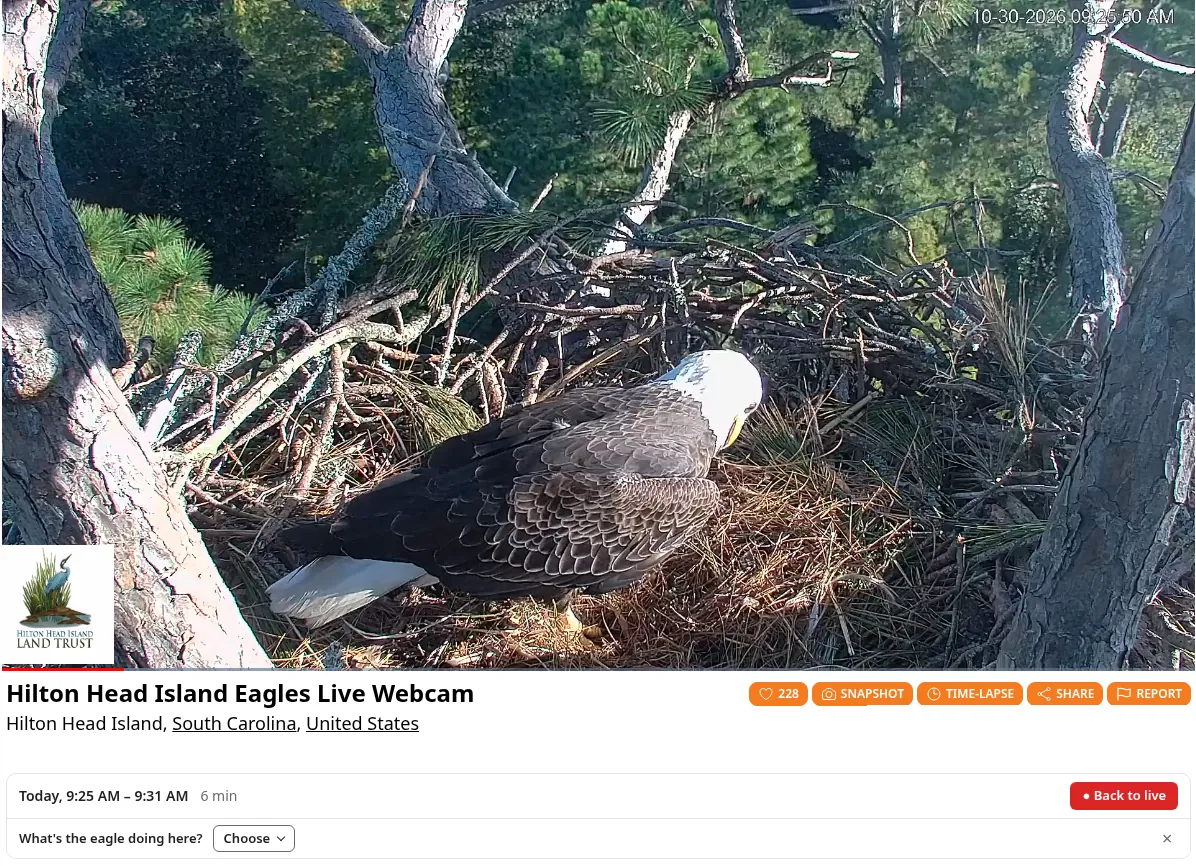 A recorded visit playing in the player, showing a bald eagle in the Hilton Head Island nest, with the visit time 9:25 AM to 9:31 AM, a Back to live button and a What is the eagle doing here prompt with a Choose menu